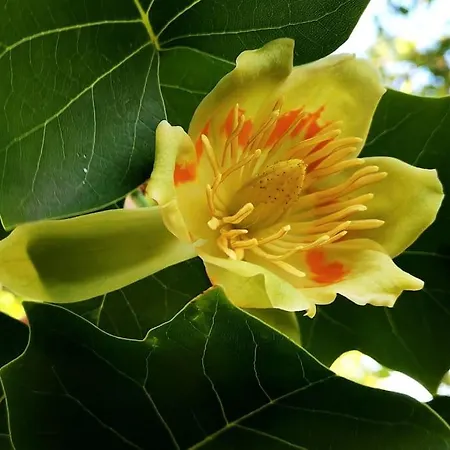 וילה La Maison De Carmen *