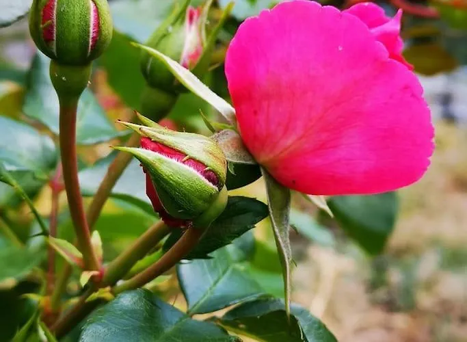 La Maison De Carmen *