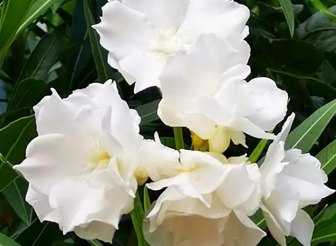 La Maison De Carmen *