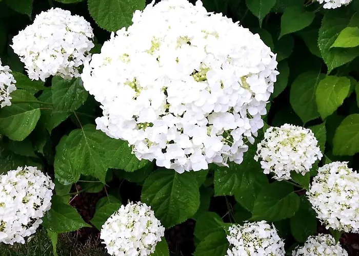 La Maison De Carmen Aosta